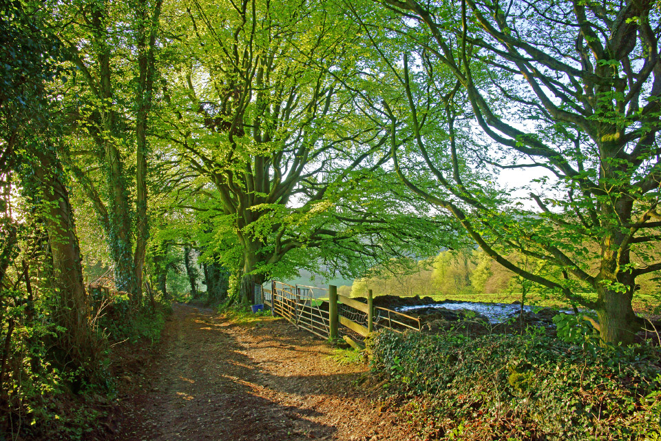 arboricultural consultant in {Location}