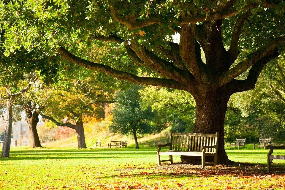 Tree Preservation Orders in {Location}