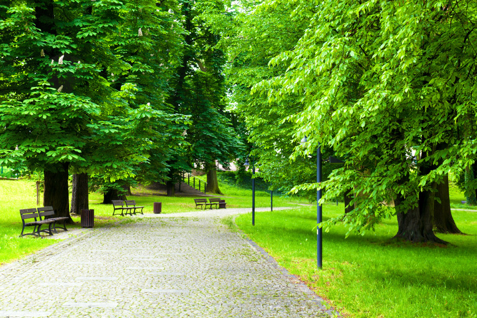 West Sussex Tree preservation Orders