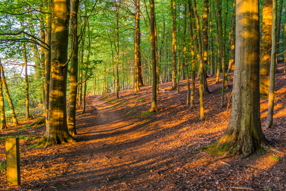 Tree consultant in {Location}